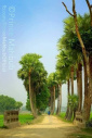 Palm Tree Line - Village Scene - Very Nice